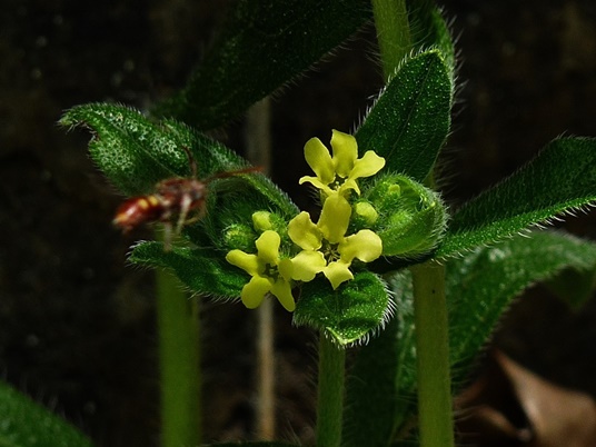 {Lithospermum tuberosum}